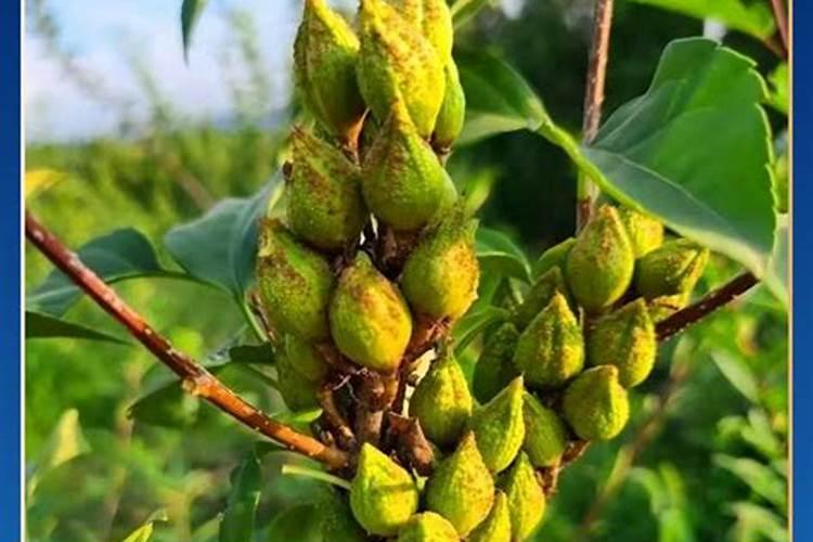 二铵的肥效与作用