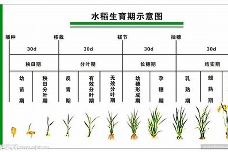 水稻生长到什么期间使用钾肥最合理