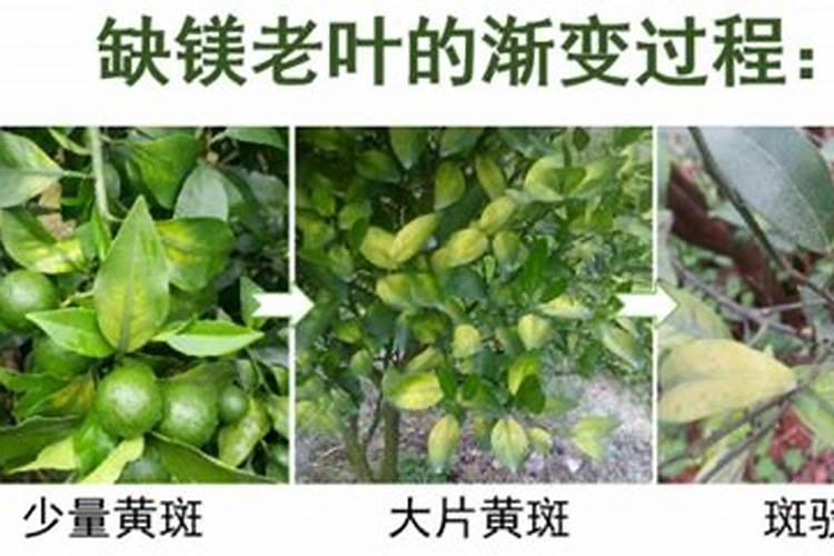 家里的果树到了膨果期了,该施什么肥？