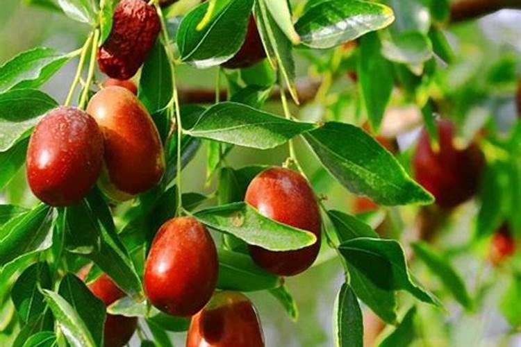 月季过冬这三点重要如何不影响来年开花