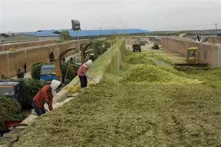 花生皮怎样做肥料