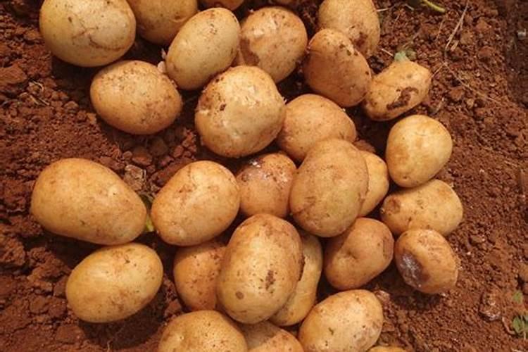 土豆浇什么肥料合适