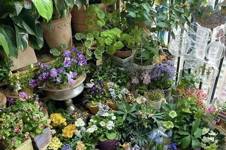 蜂皇胎胶囊有什么作用