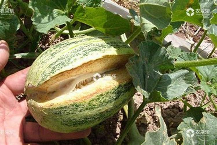 娃哈哈招聘多少人