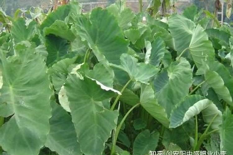 芋头涂抹控旺方法