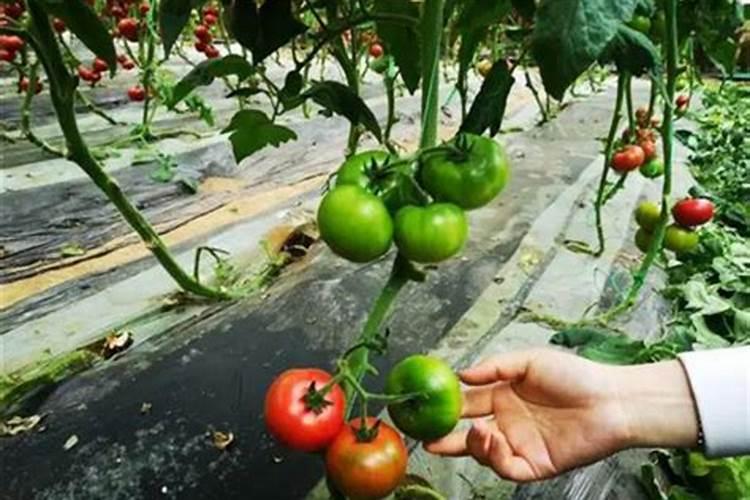 黄瓜施肥的方法!黄瓜冲施什么肥料好？