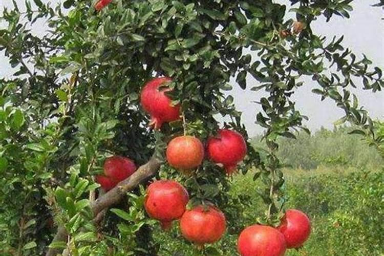 白醋杀菜青虫的配方