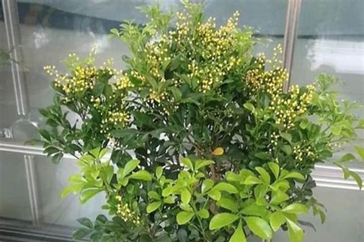 荔枝用什么药可以膨大