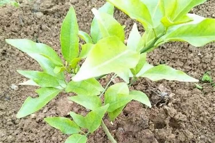 氮肥可以用什么代替