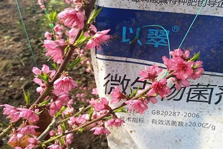 月季花用什么肥料