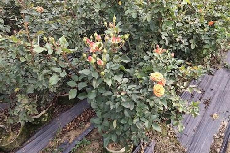 花卉用什么磷肥