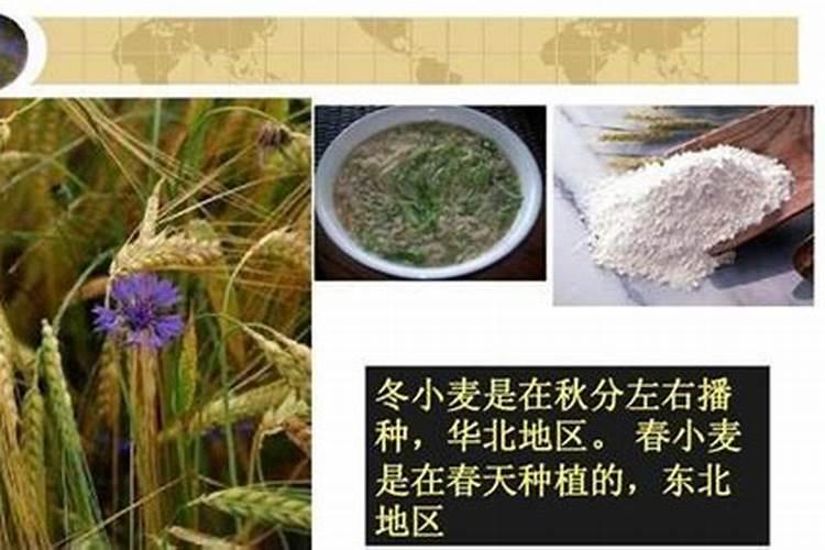 烟叶施肥方法和注意事项是什么 烟叶施肥方法和注意事项