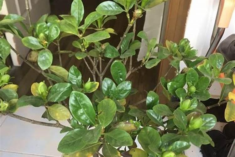 栀子花可以施活化宝吗