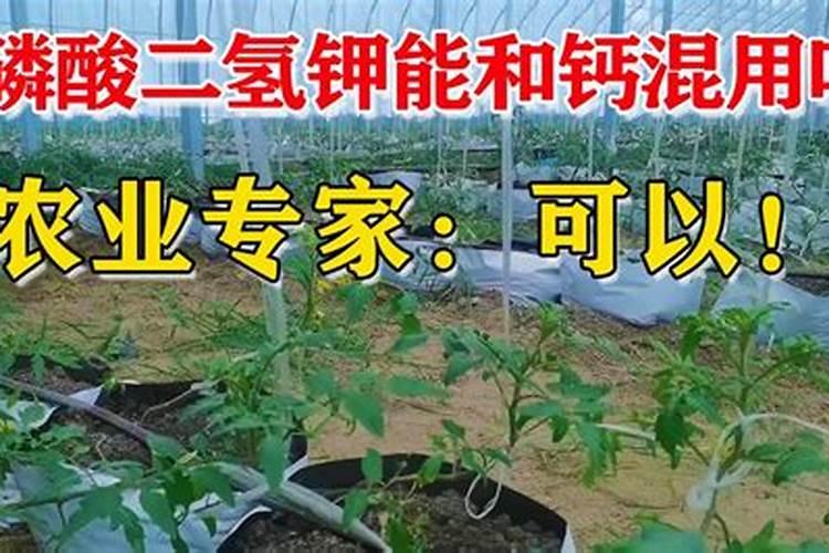 亚磷酸钾加钙镁硼锌铁加爱多收混用喷番茄