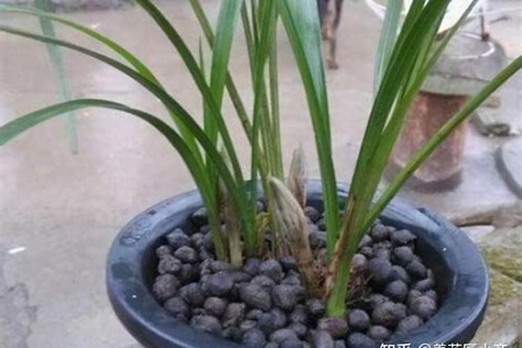 番茄追肥的合适时间是什么时候？