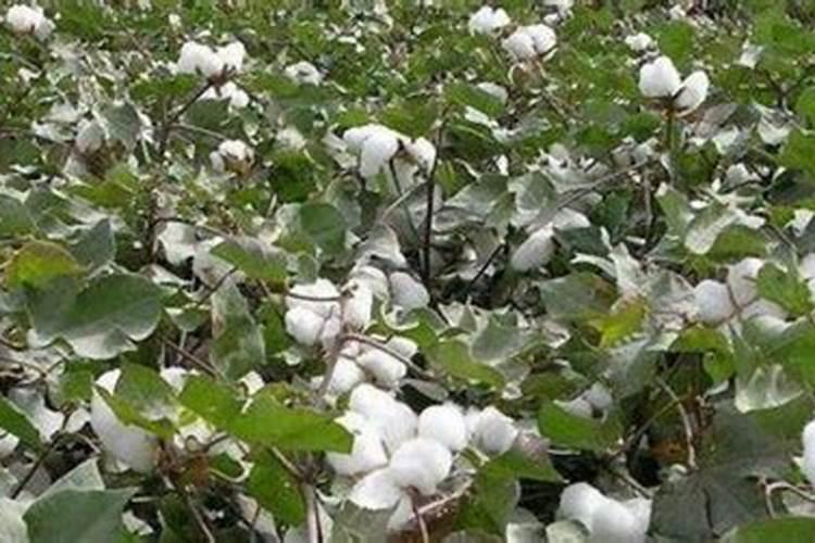 棉花施肥多久浇一次水