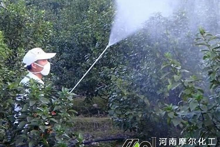 石榴树施肥的方法