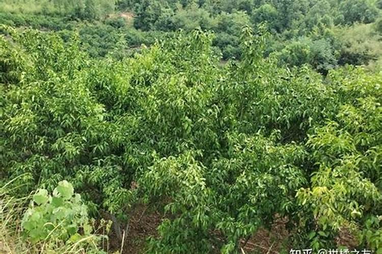 硼肥对人体有毒吗 用多了有什么坏处