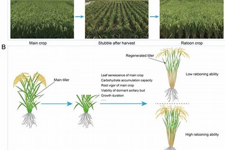 一亩地用多少硼肥 如何正确施硼肥