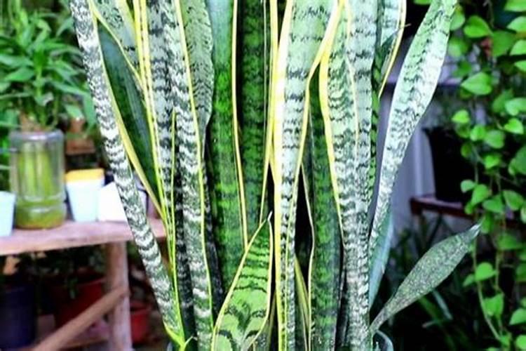 葱跟大蒜喜欢什么肥料