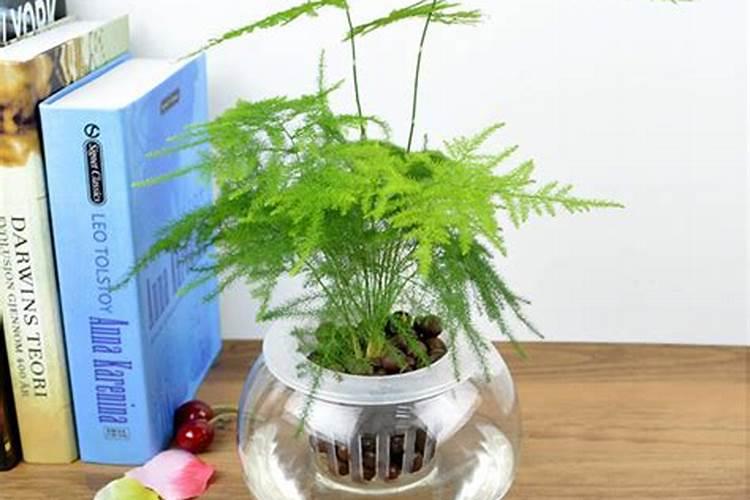 文竹施什么肥料好