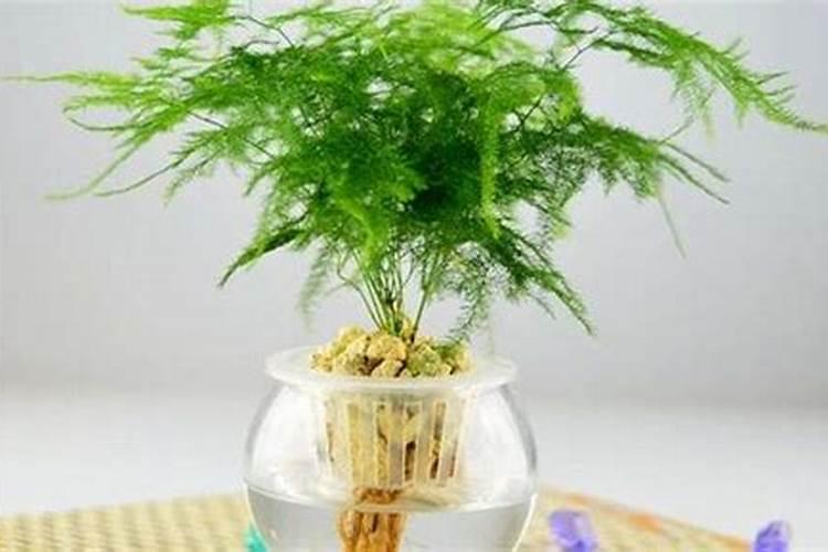 文竹浇什么肥料最好呢