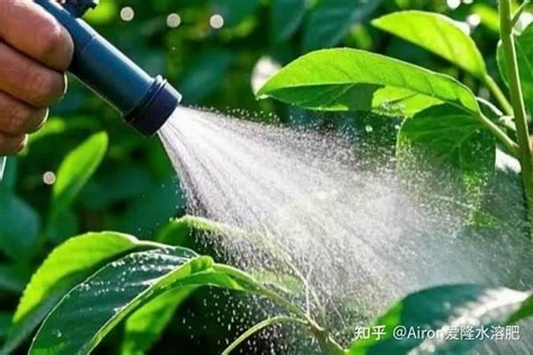 植物怎样吸收氮元素