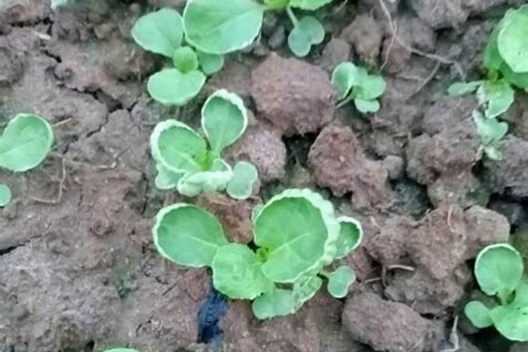 番茄苗发紫不长是怎么回事