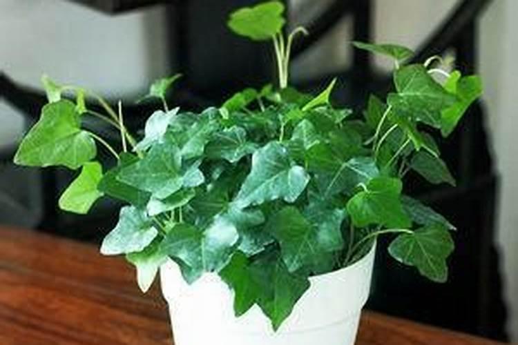 桂花树只长叶子不开花