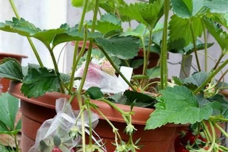 草莓在开花的时候施什么肥料