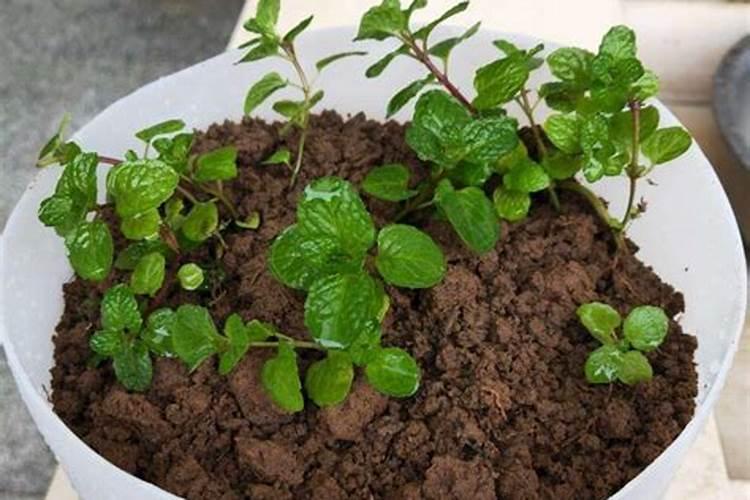 薄荷施什么肥,薄荷施肥时的两大注意