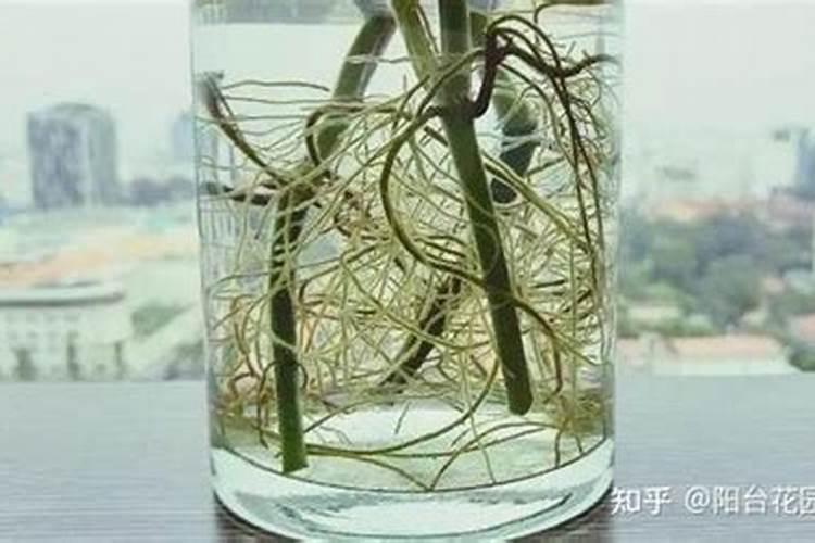 在不使用激素的情况下,用什么能使果树生根猛,果饱满？