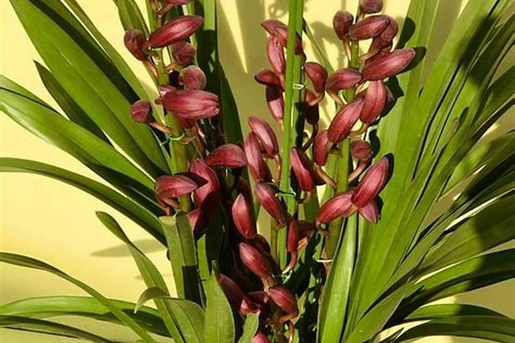 大花蕙兰怎么施肥