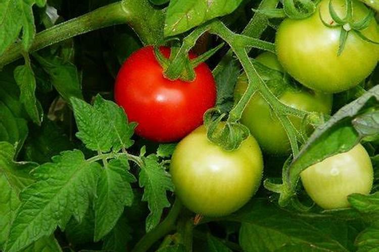 月季不开花、开花少,教你一招让花蹭蹭的开,花色更鲜艳!