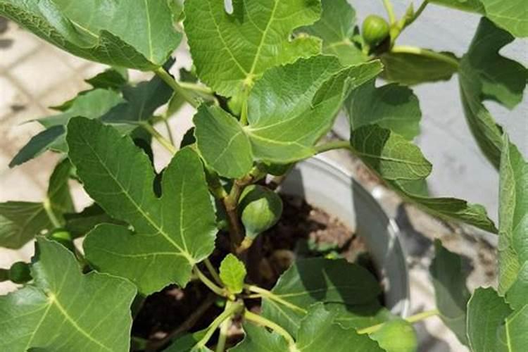 无花果施肥用什么肥料 无花果施肥的肥料介绍