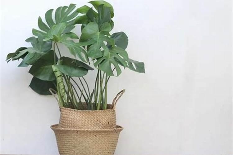 家里绿植用什么肥料？