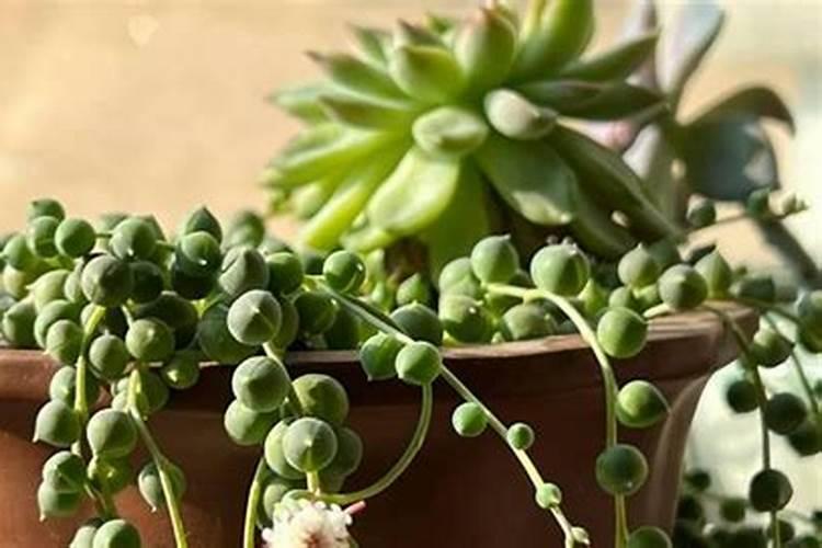 硝酸钾肥料的作用及用途