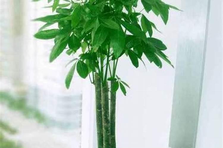 招财树用什么肥料好