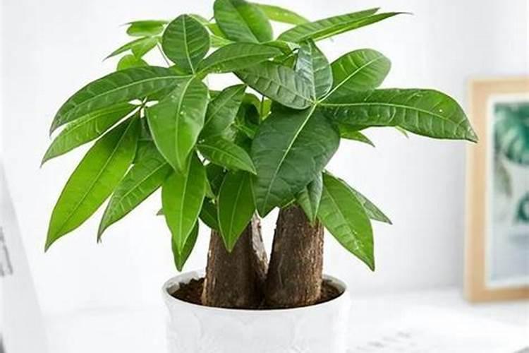 招财树如何施肥