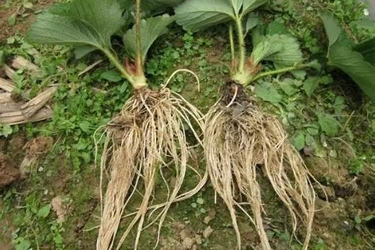 新手怎么种植草莓苗