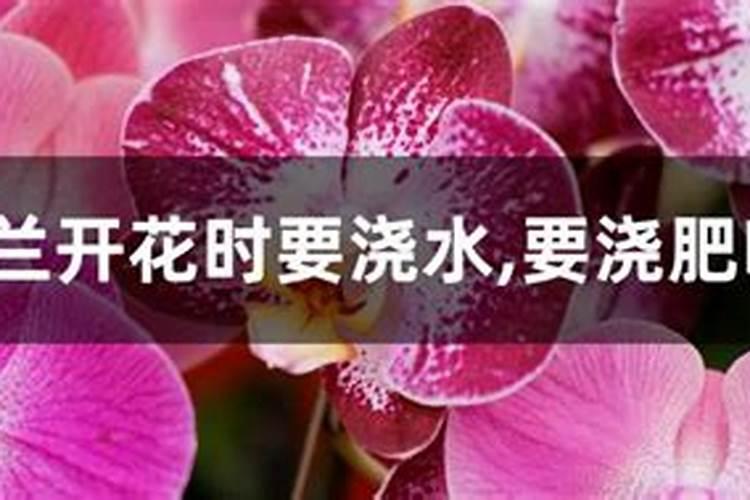 蝴蝶兰花期养护方法 开花期间如何浇水、施肥