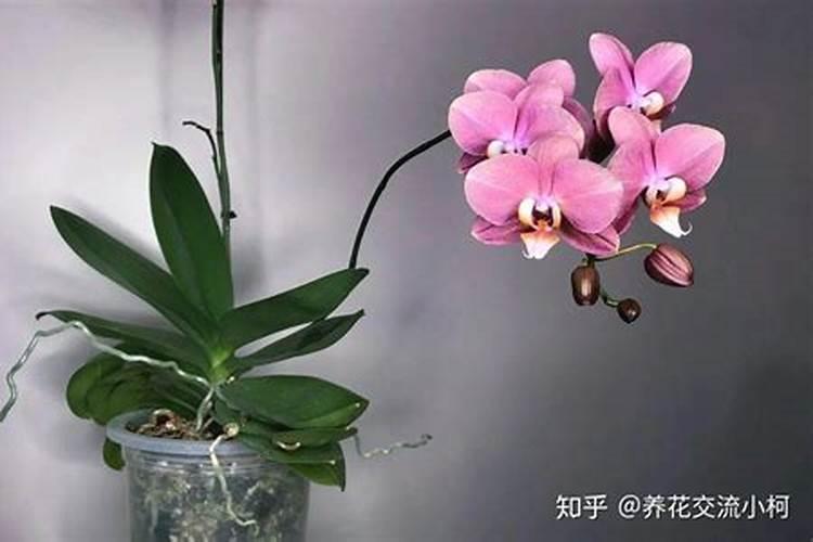 正在开花的蝴蝶兰需要施肥吗