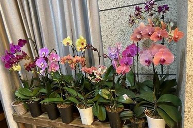 蝴蝶兰开花的时候可以施肥吗 蝴蝶兰怎么施肥好