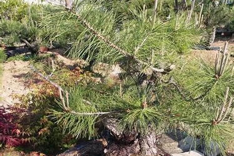 擦亮双眼,防忽悠!一篇文章彻底弄懂真假腐殖酸