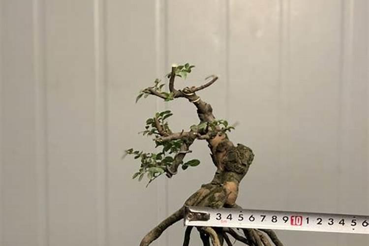 扶桑花施什么肥最好