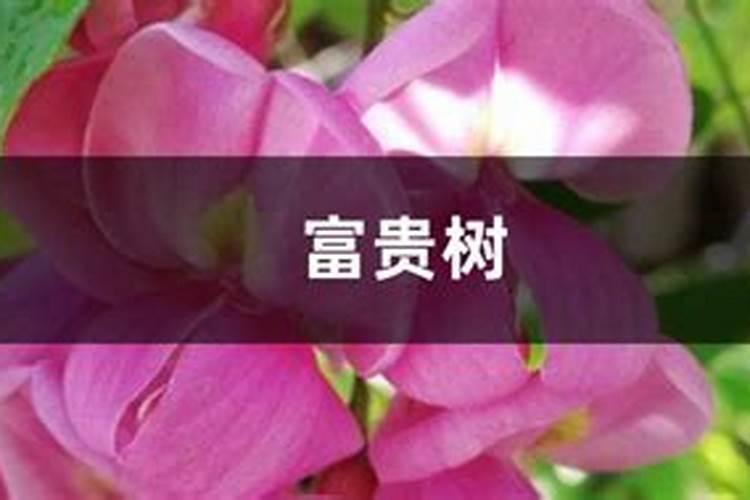 富贵椰子能用磷酸二氢钾吗？
