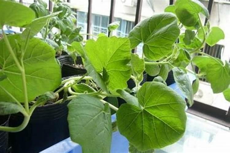 石榴可以和什么一起做糖水