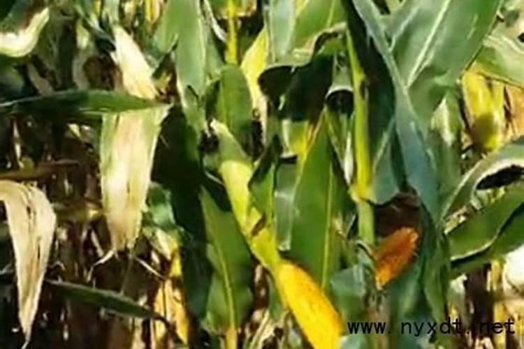 玉米锌肥叶面喷施用量