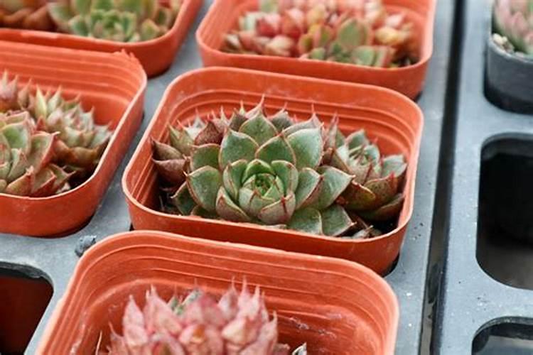 九叶青花椒种植技术是什么？有谁清楚？