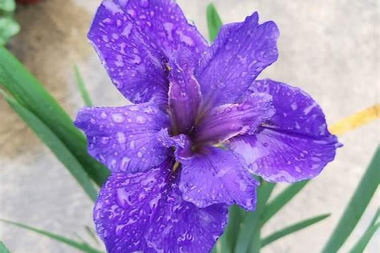 九叶青花椒在生长需求中钾肥在什么时候用量最大,该提前多久施入土中...